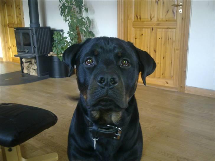 Rottweiler Ernst billede 16