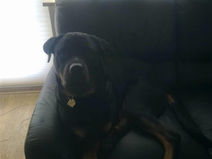 Rottweiler Ernst billede 17