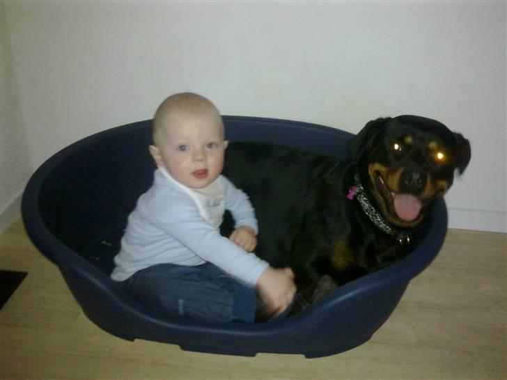 Rottweiler Ernst - Diva på billedet er ikke min. Det er naboens tæve som ernst leger meget med. og så er det selfølgelig også naboens søn. billede 18