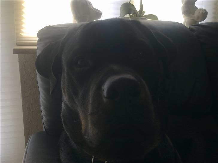 Rottweiler Ernst billede 19