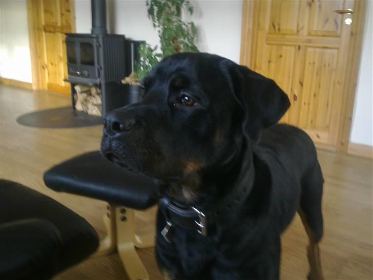Rottweiler Ernst billede 20