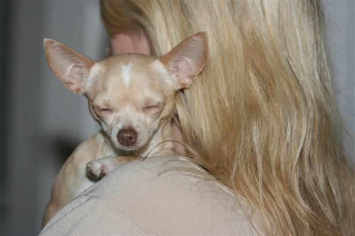 Chihuahua Alma billede 16