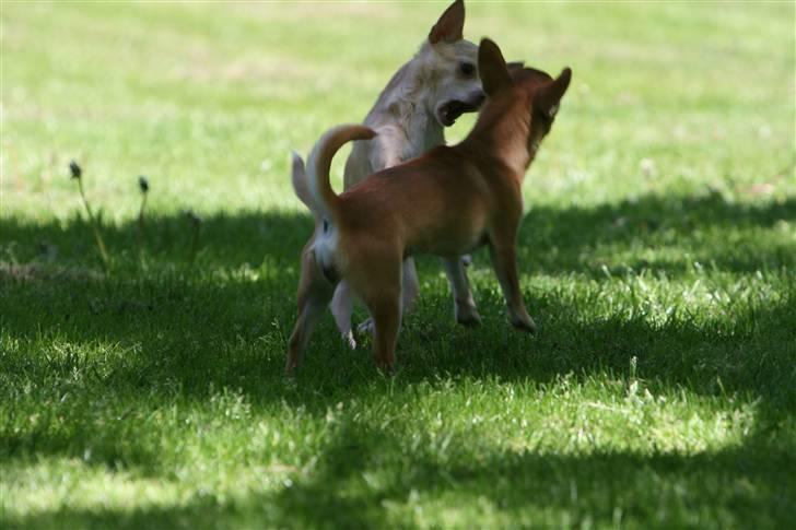 Chihuahua Alma billede 17