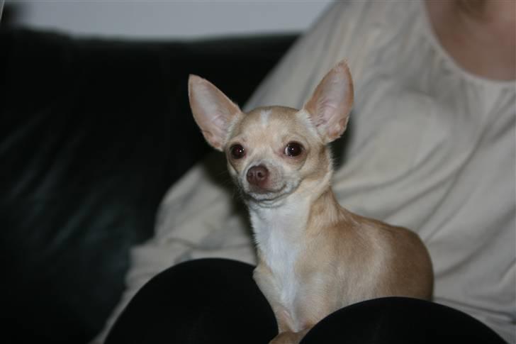 Chihuahua Alma billede 18