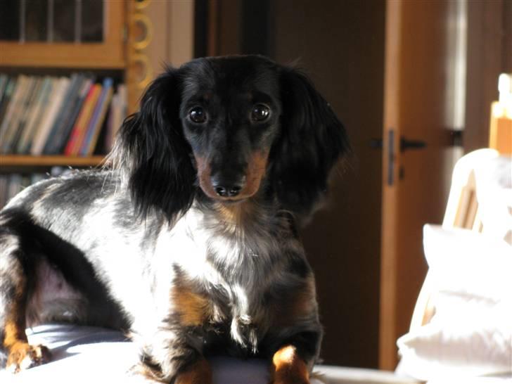 Dværggravhund Molly - Smukke Molly, februar 2010 billede 14