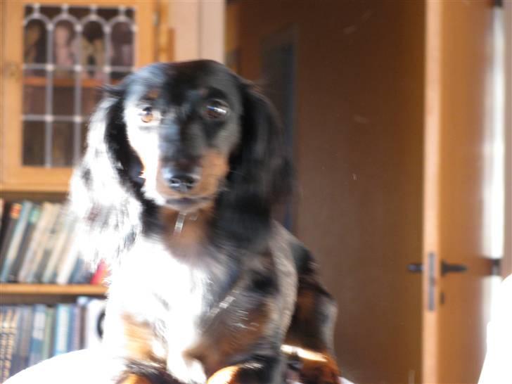 Dværggravhund Molly - Smukke Molly, februar 2010 billede 15