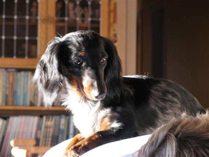 Dværggravhund Molly - Smukke Molly, februar 2010 billede 16