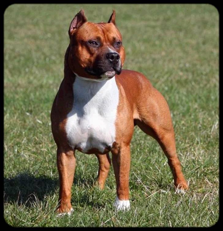 Amerikansk staffordshire terrier SBD Red Warrior - Dalton billede 1