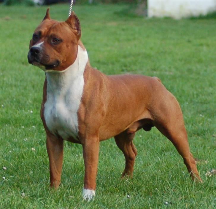 Amerikansk staffordshire terrier SBD Red Warrior - Dalton billede 3