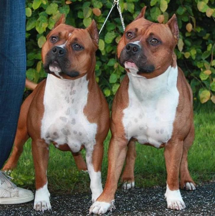 Amerikansk staffordshire terrier SBD Red Warrior - Dalton - Dalton med hans søster Cindy. billede 4