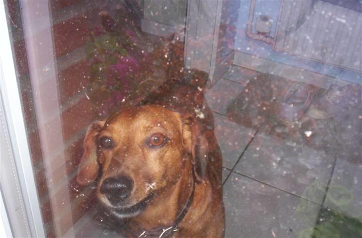 Gravhund Sofus R.I.P<3. - Jegelskerdigminlillebassehund***;<33 billede 1