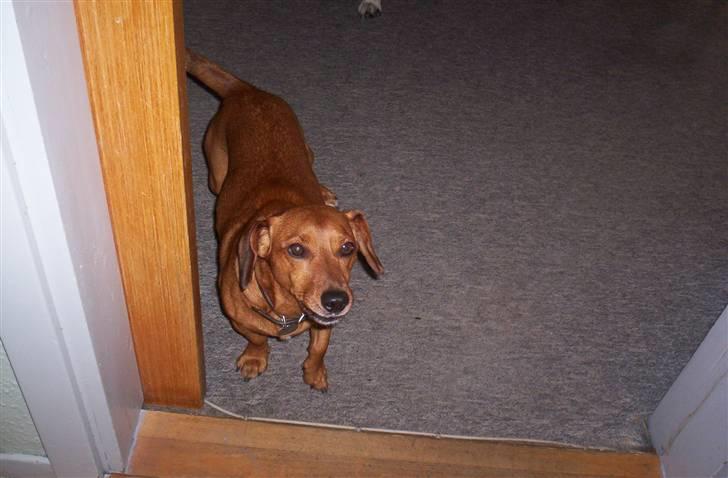 Gravhund Sofus R.I.P<3. billede 2