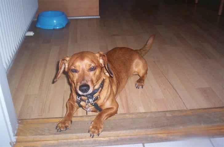 Gravhund Sofus R.I.P<3. billede 3