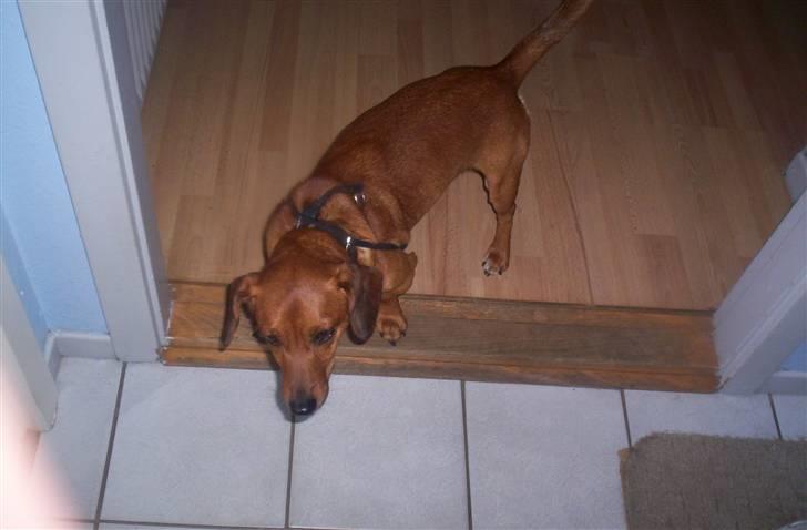 Gravhund Sofus R.I.P<3. billede 4