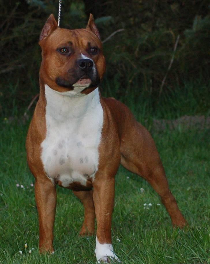 Amerikansk staffordshire terrier SBD Red Warrior - Dalton billede 5