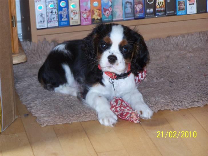 Cavalier king charles spaniel Hubert billede 7