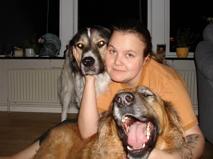 Blanding af racer Otto græsk gadehund billede 10