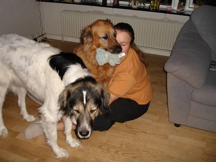 Blanding af racer Molly billede 9