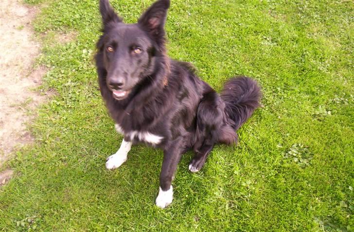 Border collie Vaks<3. - Heej jeg hedder vaks og er en hund som er glad hele tider ! xD Jeg elsker dig..<3 billede 1