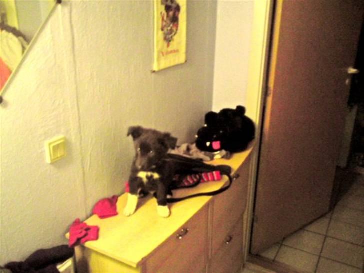 Border collie Vaks<3. - Da han var en lille lort :-) billede 2