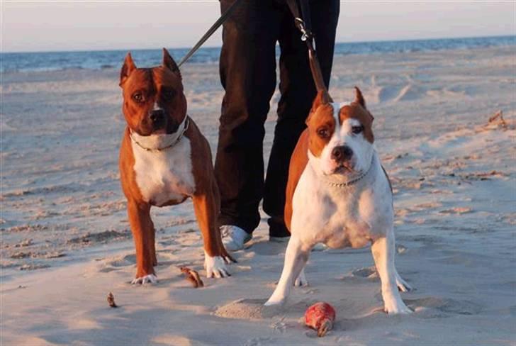 Amerikansk staffordshire terrier SBD Red Warrior - Dalton - Dalton & søster Giuly på stranden. billede 7