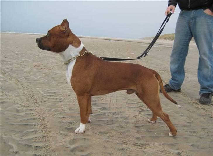 Amerikansk staffordshire terrier SBD Red Warrior - Dalton billede 9