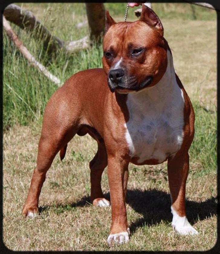 Amerikansk staffordshire terrier SBD Red Warrior - Dalton billede 10