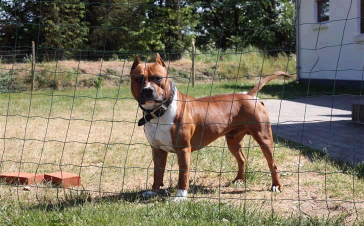 Amerikansk staffordshire terrier SBD Red Warrior - Dalton billede 11