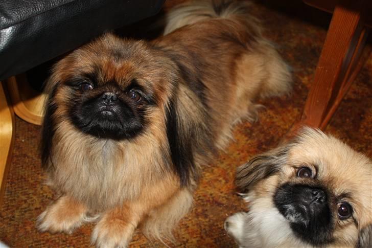 Pekingeser bingo billede 20
