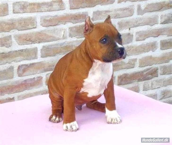 Amerikansk staffordshire terrier SBD Red Warrior - Dalton billede 16