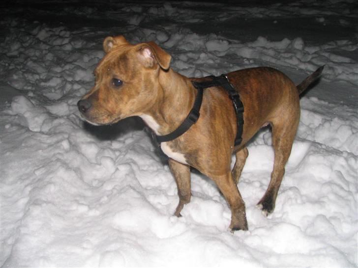 Staffordshire bull terrier Hailie billede 17