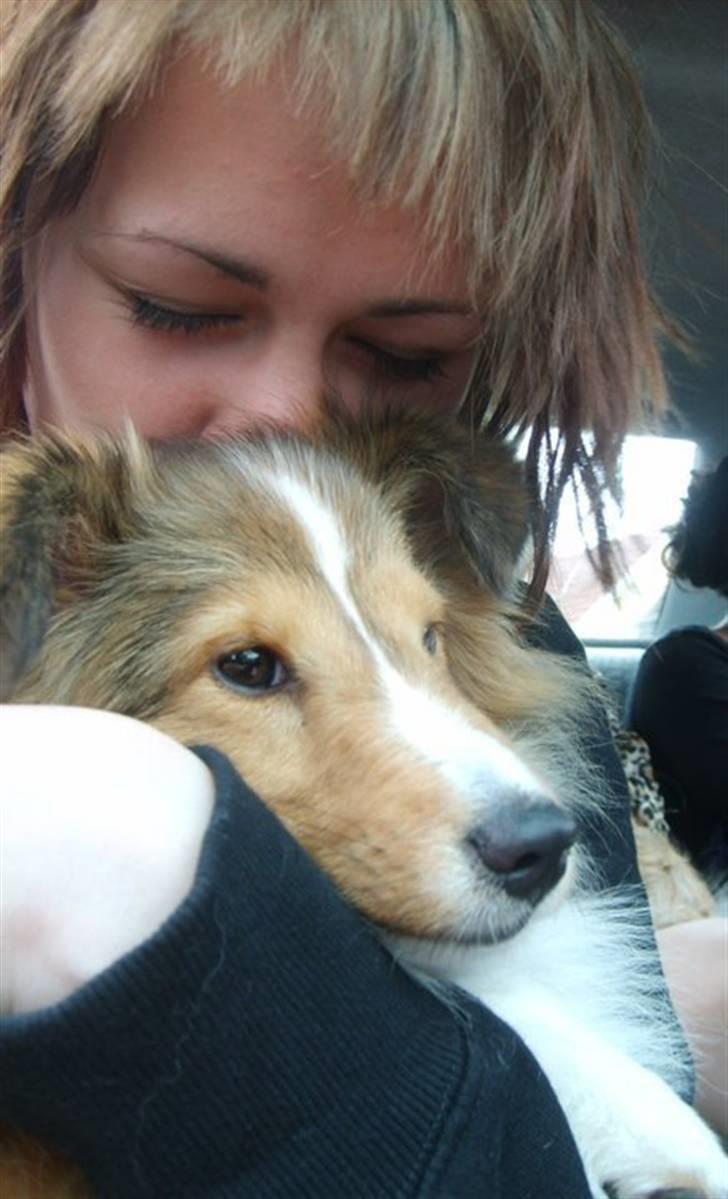 Shetland sheepdog Pixie - Du er den mest trofaste & loyale ven man kunne ønske sig. Jeg elsker dig Pixie <3 Langeland 2010. 6 måneder. billede 1