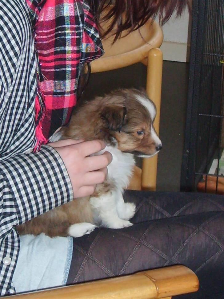 Shetland sheepdog Pixie - Lille Pixie - 5 uger :) billede 2