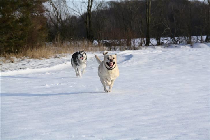 Alaskan malamute Uniq billede 8