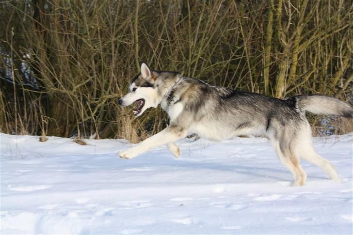 Alaskan malamute Uniq billede 9