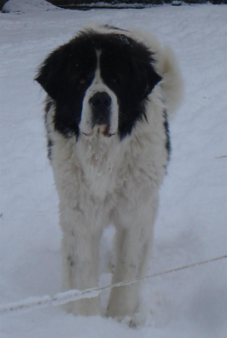 Sankt bernhardshund Basse R.I.P. billede 6