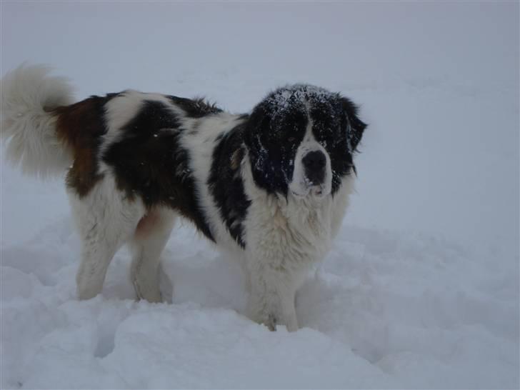 Sankt bernhardshund Basse R.I.P. billede 7