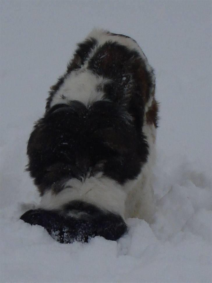 Sankt bernhardshund Basse R.I.P. billede 8