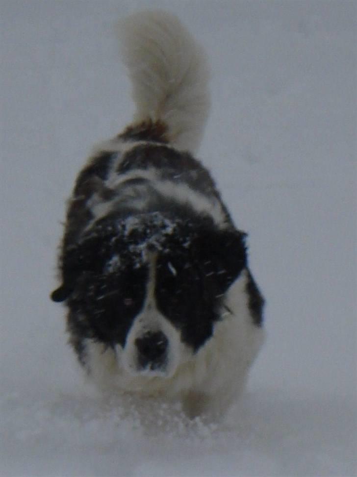 Sankt bernhardshund Basse R.I.P. billede 9