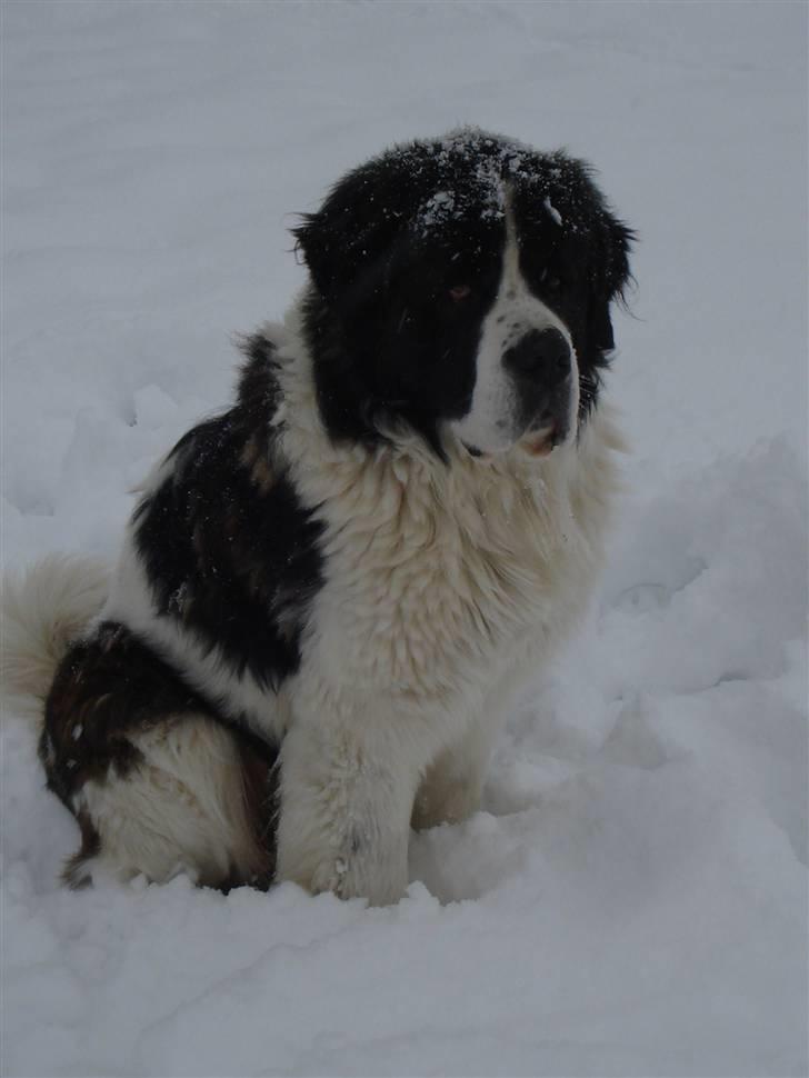 Sankt bernhardshund Basse R.I.P. billede 10