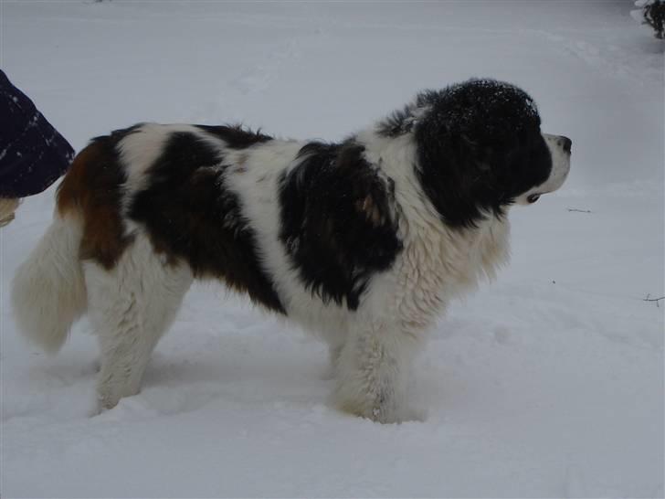 Sankt bernhardshund Basse R.I.P. billede 11