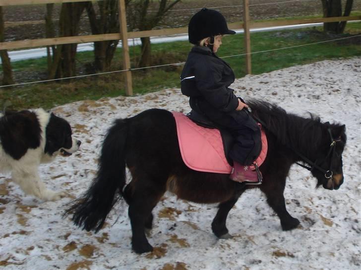 Sankt bernhardshund Basse R.I.P. billede 12