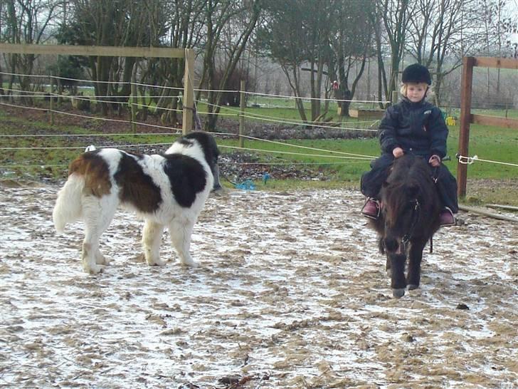 Sankt bernhardshund Basse R.I.P. billede 13