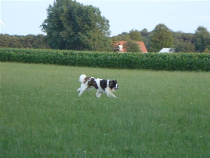 Sankt bernhardshund Basse R.I.P. billede 14