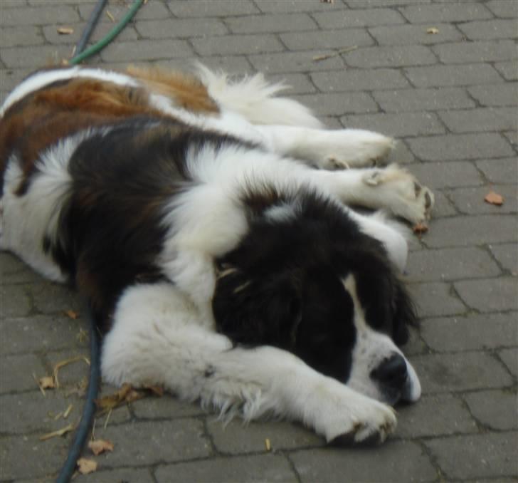 Sankt bernhardshund Basse R.I.P. billede 15