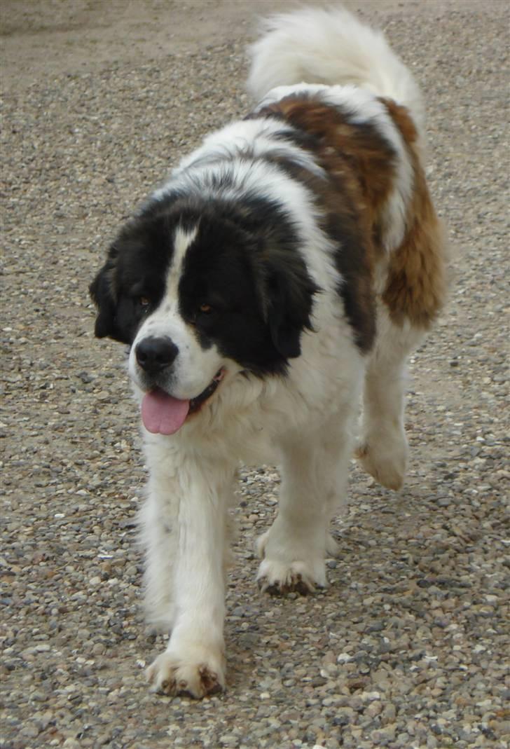 Sankt bernhardshund Basse R.I.P. billede 16