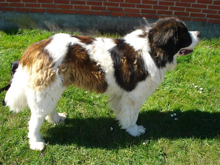 Sankt bernhardshund Basse R.I.P. billede 17