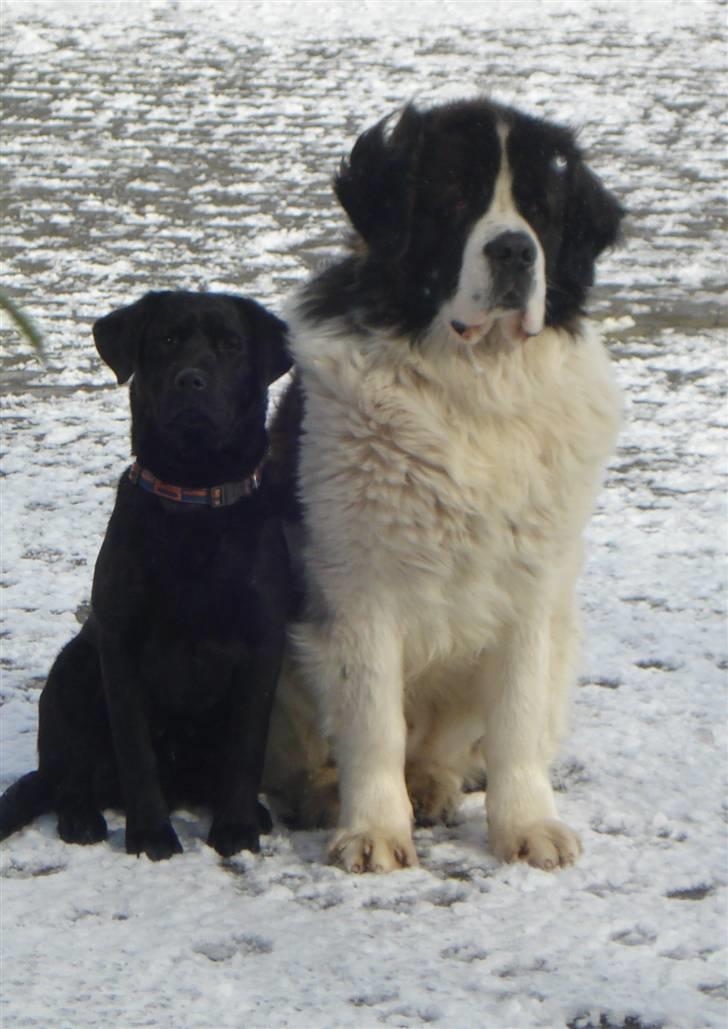 Sankt bernhardshund Basse R.I.P. billede 18