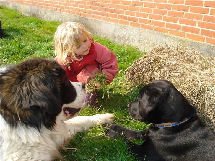 Sankt bernhardshund Basse R.I.P. billede 19