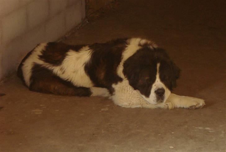 Sankt bernhardshund Basse R.I.P. billede 20